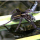 Illustration for article titled Fish-Eating Spiders Are Everywhere